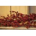 Κλαδί Κρεμαστό Κόκκινα Μίνι Γκι 117cm CD19-5195
