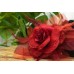 Τριαντάφυλλο με Φτερά 14cm Κόκκινο FI-8221-2
