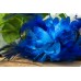 Τριαντάφυλλο με Φτερά Πέρλες 11cm Μπλε FI-8559-1