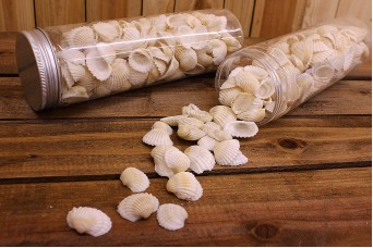 Κοχύλια Συσκευασία Μικρές Αχιβάδες 2-3cm SH171425