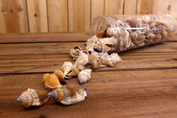 Κοχύλια Συσκευασία Διάφορα 2-3cm SH172207